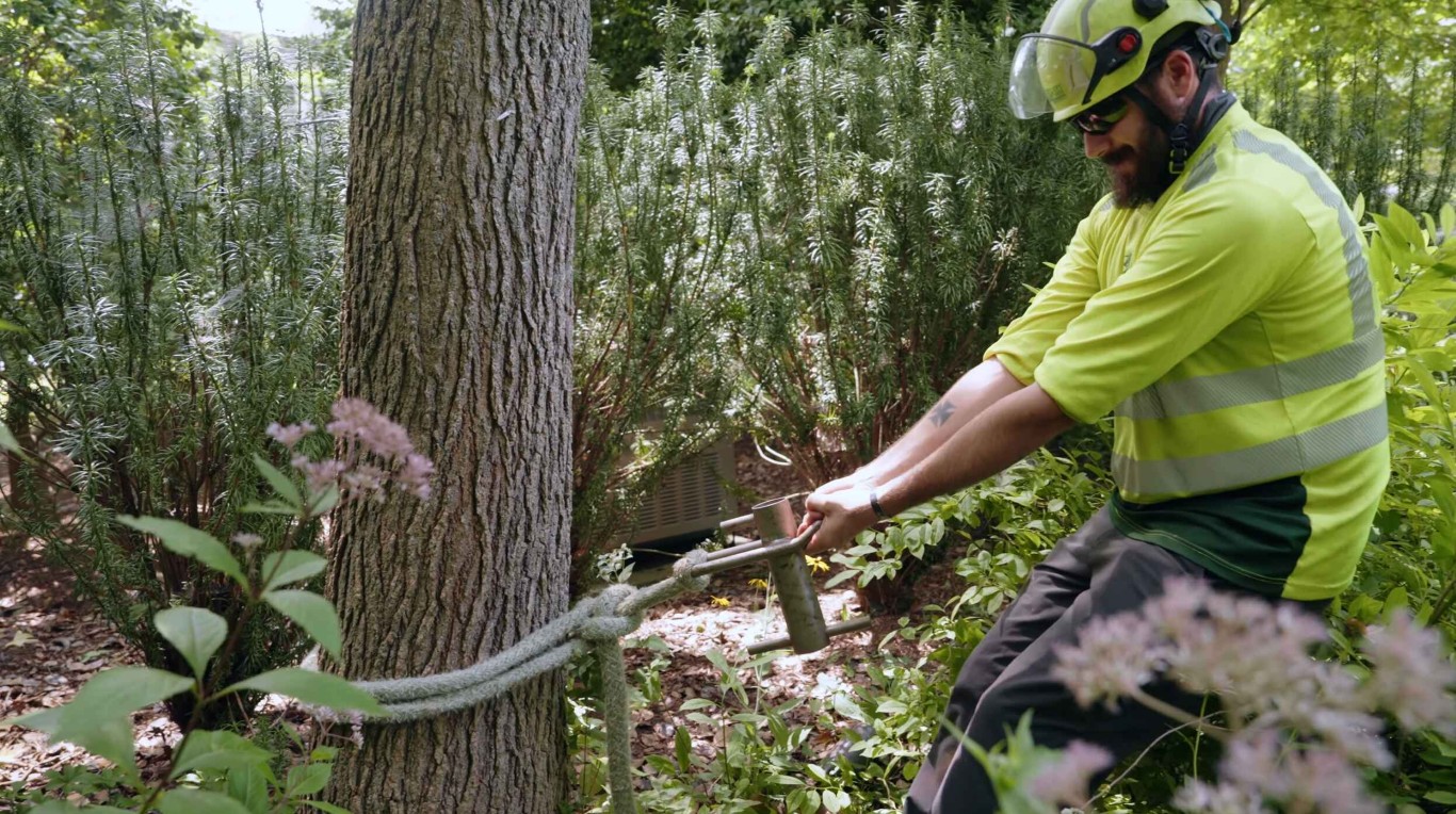 Professional tree trimming and pruning services in Diamond Bar, CA
